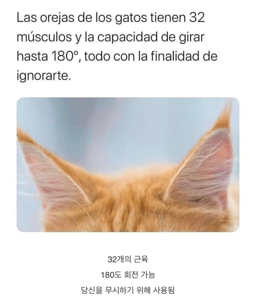 의외로 엄청난 고양이들의 귀