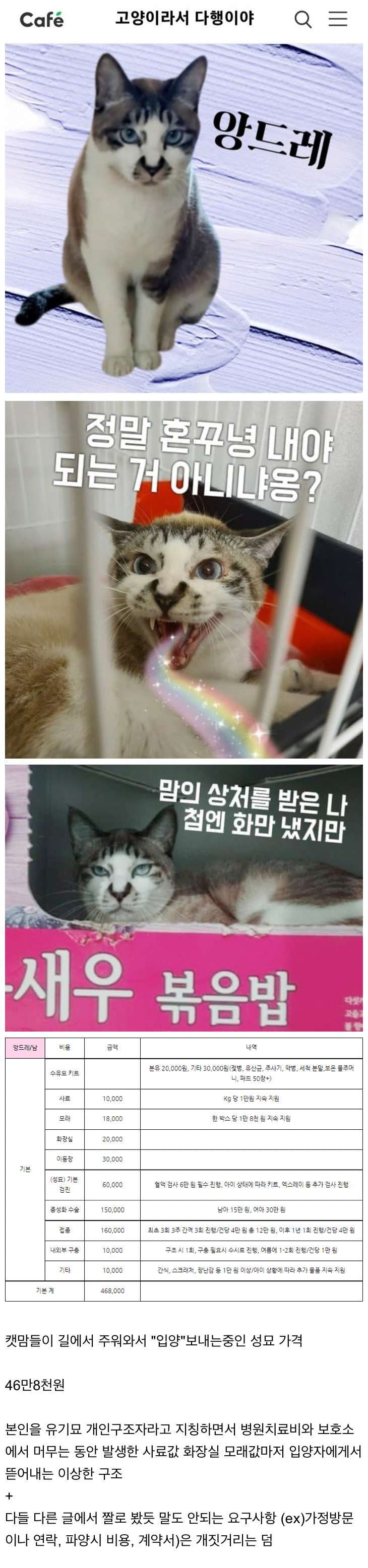 캣맘에게서 고양이를 입양하면 손해인 이유