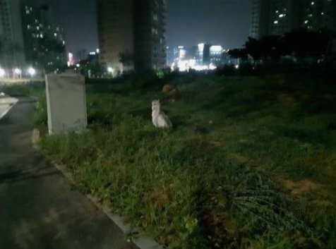 夜の散歩が楽しめる動物JPG