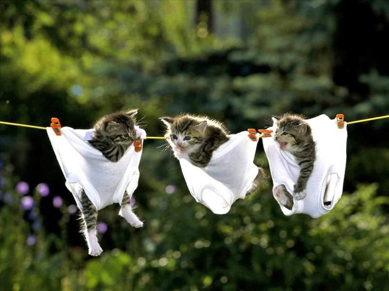 にゃんにゃん洗濯された猫たち