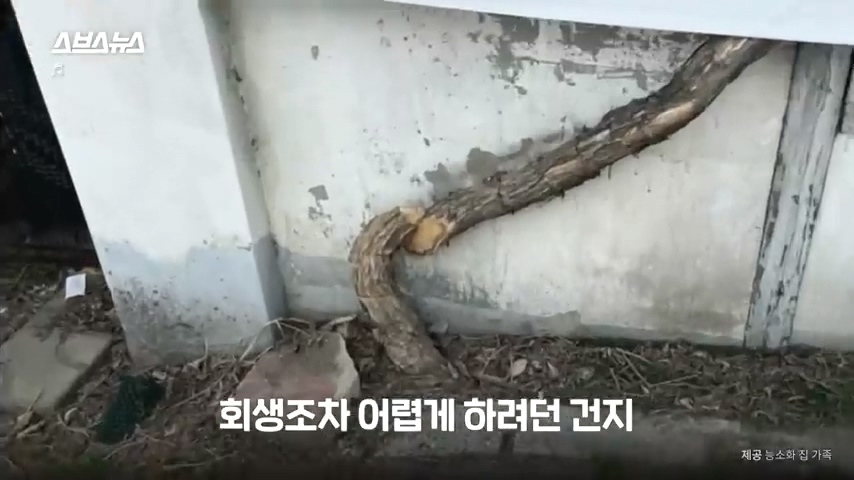 50년간 키워온 나무를 누군가 몰래 잘라버림