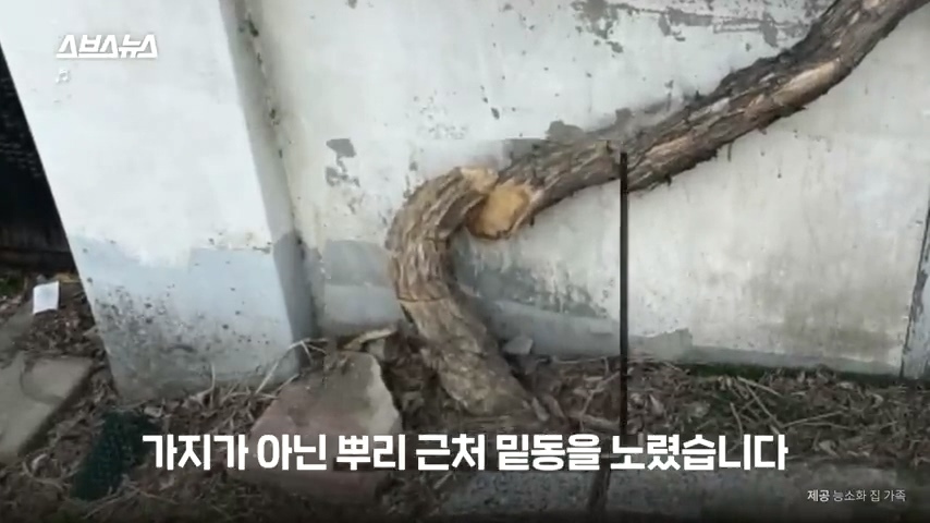 50년간 키워온 나무를 누군가 몰래 잘라버림