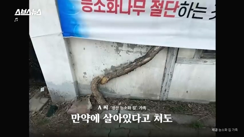 50년간 키워온 나무를 누군가 몰래 잘라버림