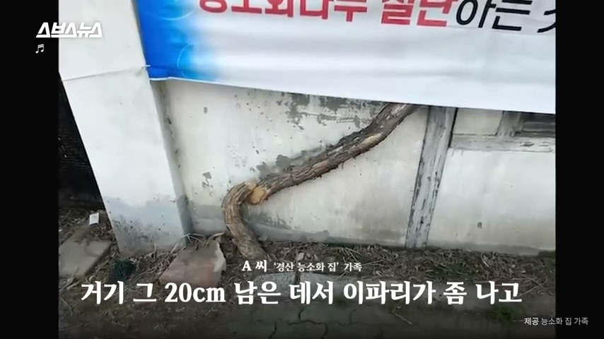 50년간 키워온 나무를 누군가 몰래 잘라버림