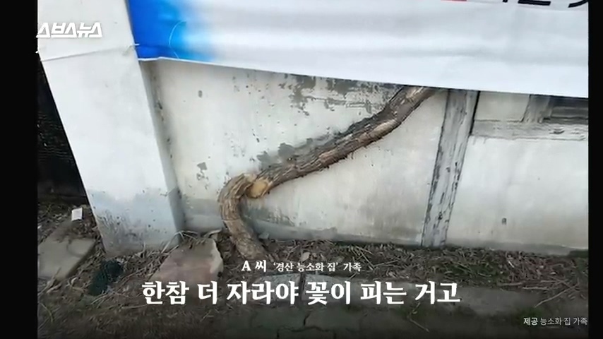 50년간 키워온 나무를 누군가 몰래 잘라버림