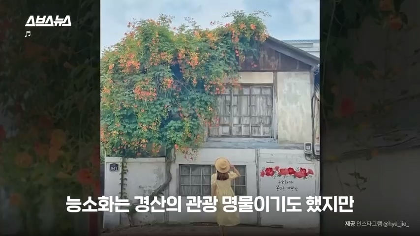 50년간 키워온 나무를 누군가 몰래 잘라버림