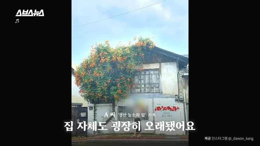 50년간 키워온 나무를 누군가 몰래 잘라버림