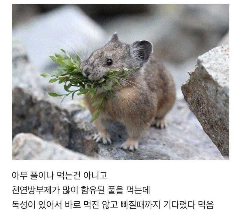 새앙토끼가 풀을 물고있는 이유.jpg