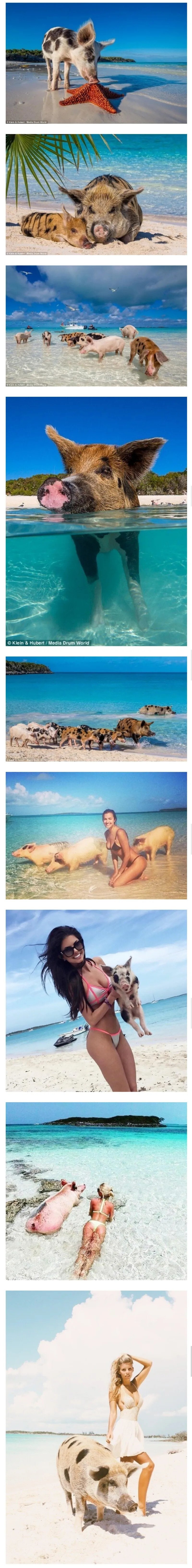 ㅇㅎ) 바하마군도의 돼지섬.jpg