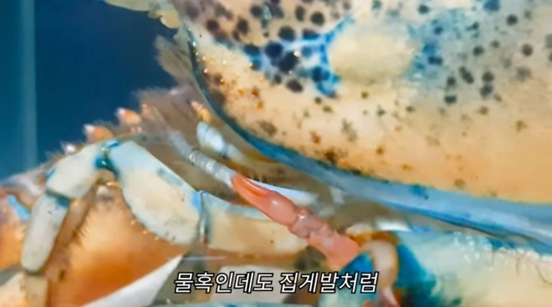 Amazing lobster regeneration.jpg