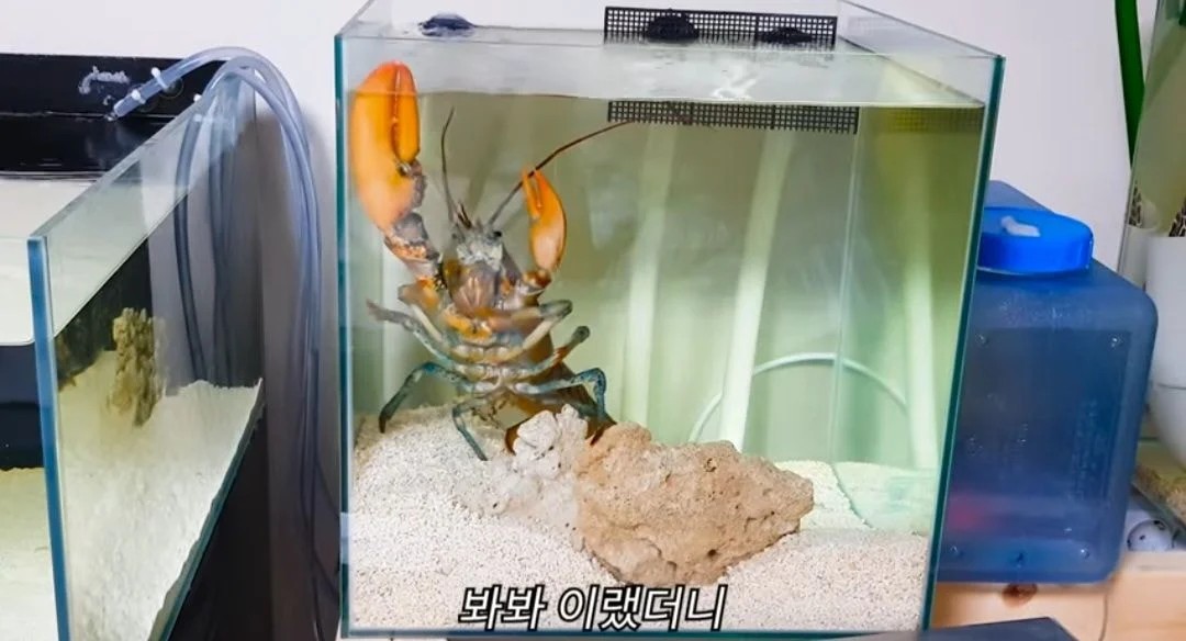 Amazing lobster regeneration.jpg