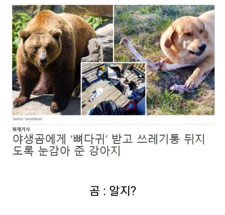 곰한테 뇌물을 받은 강아지