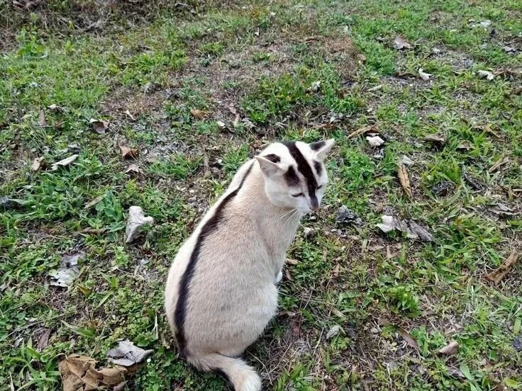 タイのユニークな在来種の猫jpg