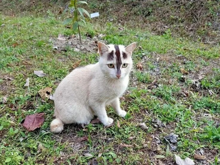 タイのユニークな在来種の猫jpg