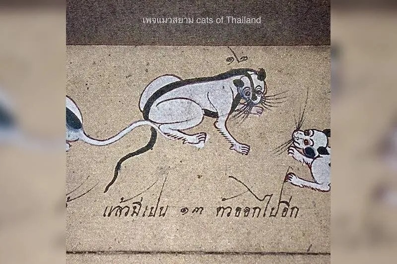 タイのユニークな在来種の猫jpg