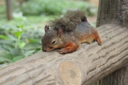 Blue squirrel tired from the heat.jpg