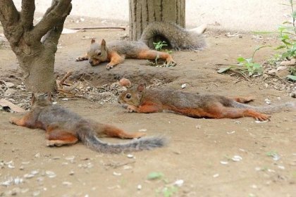 Blue squirrel tired from the heat.jpg