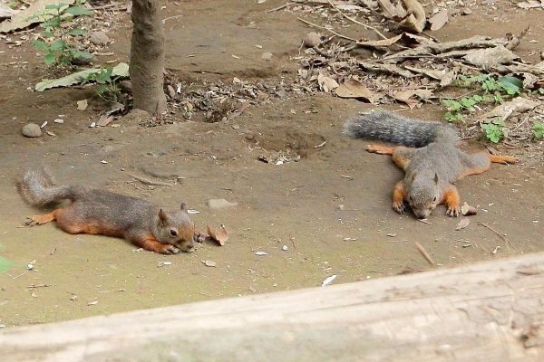 Blue squirrel tired from the heat.jpg