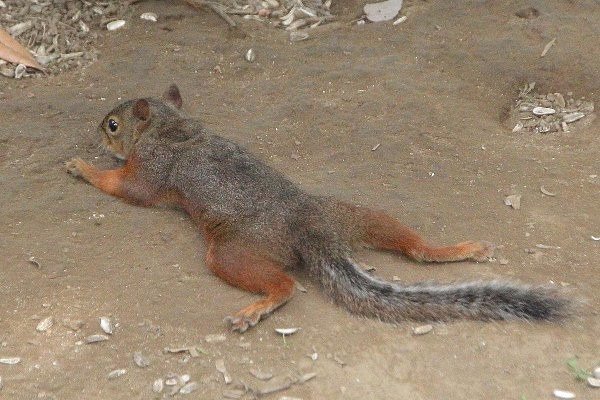 Blue squirrel tired from the heat.jpg