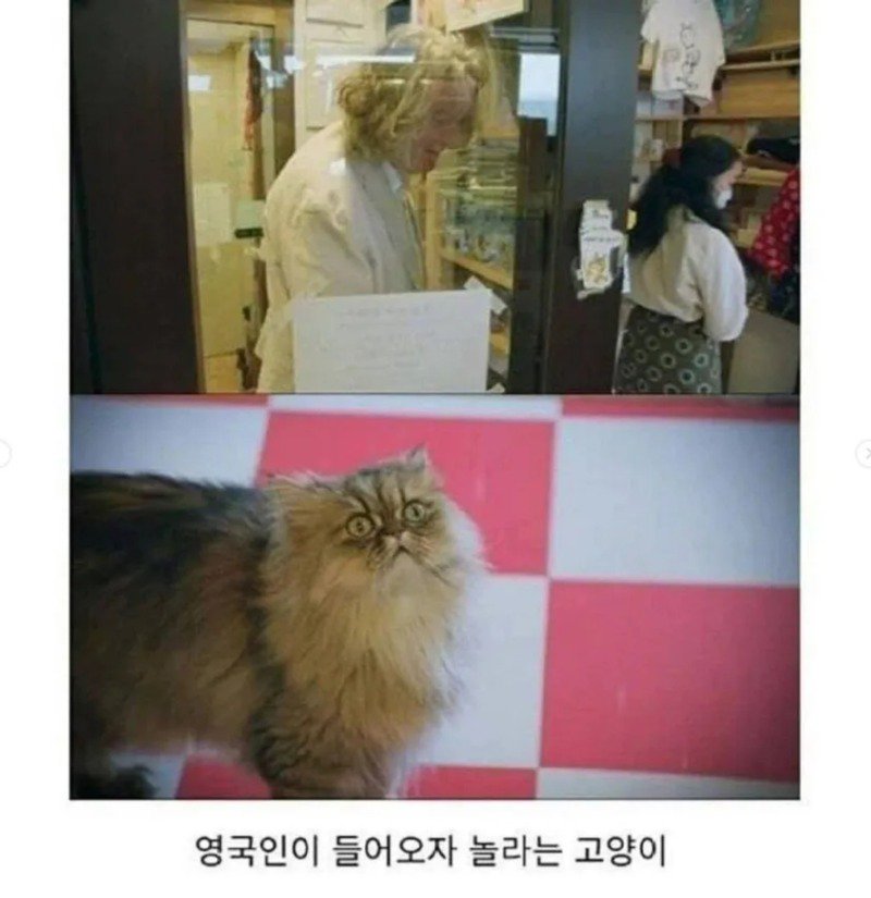 고양이 카페를 처음 가본 영국인.jpg