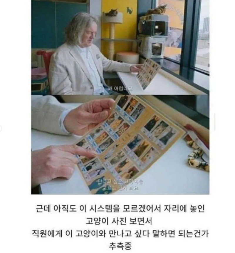 고양이 카페를 처음 가본 영국인.jpg