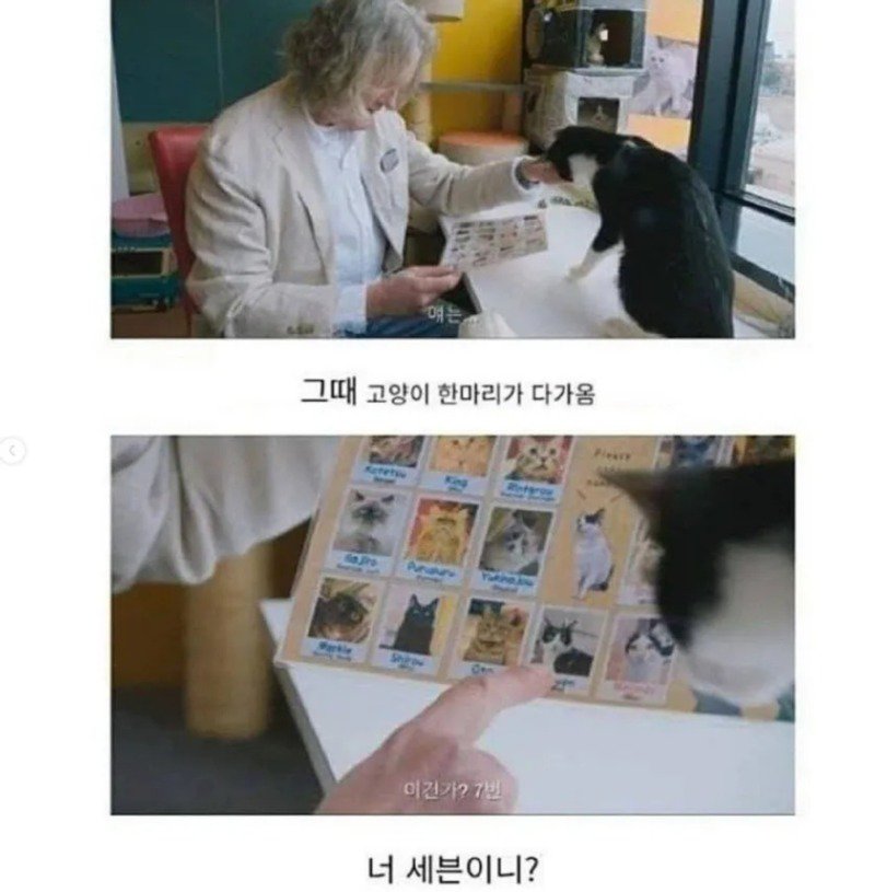 고양이 카페를 처음 가본 영국인.jpg