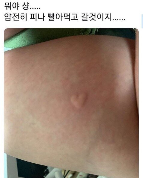 모기에게 고백받은 사람