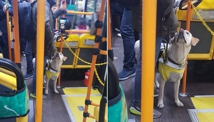 水原バスの運転手の盲導犬にどうして口蓋しなかったのか 怒鳴りつける