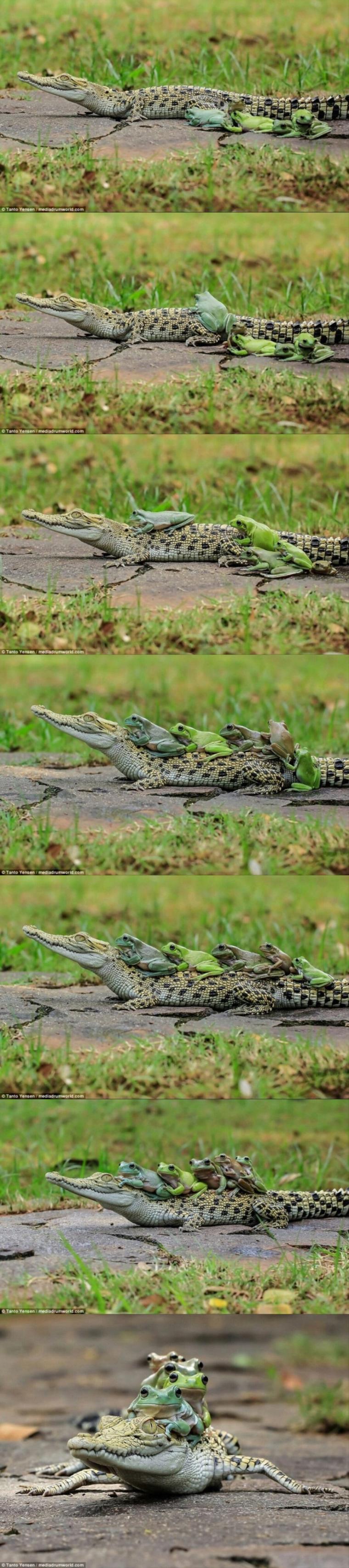 인도네시아에서 촬영된 개구리 악어 버스.jpg