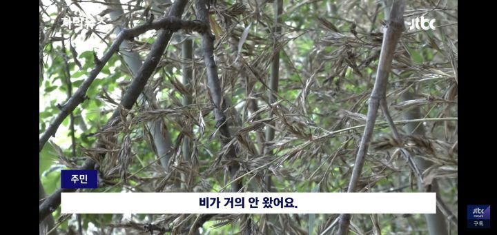 대나무가 사라지고있는 대한민국