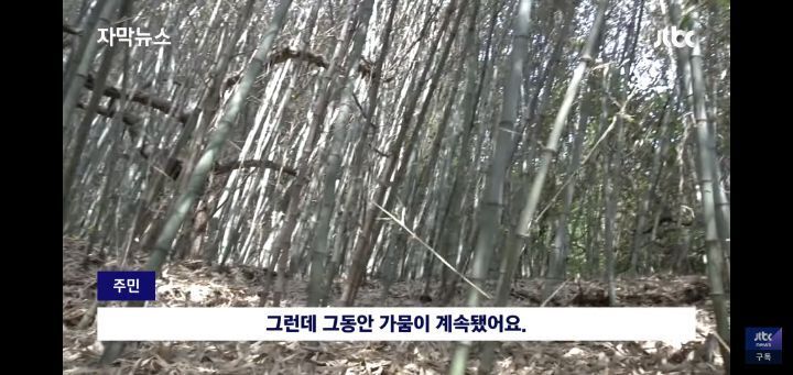 대나무가 사라지고있는 대한민국