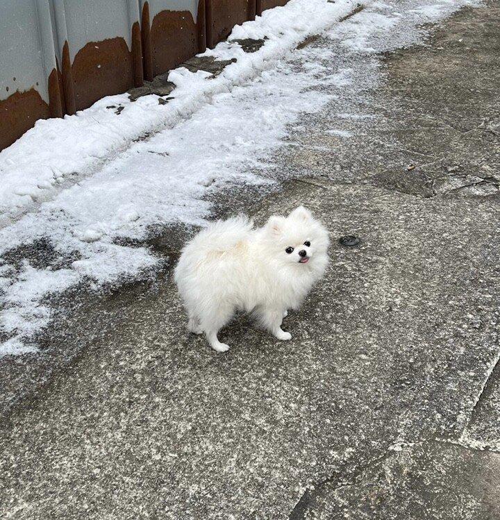 我が家のポメド可愛い