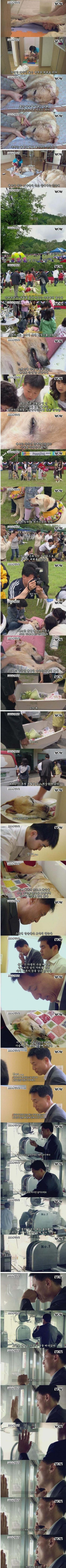 盲導犬引退後の生き方