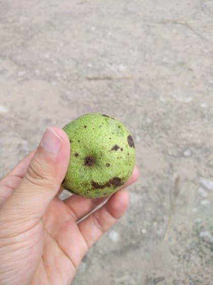 よく食べるけど初めて見る実jpg