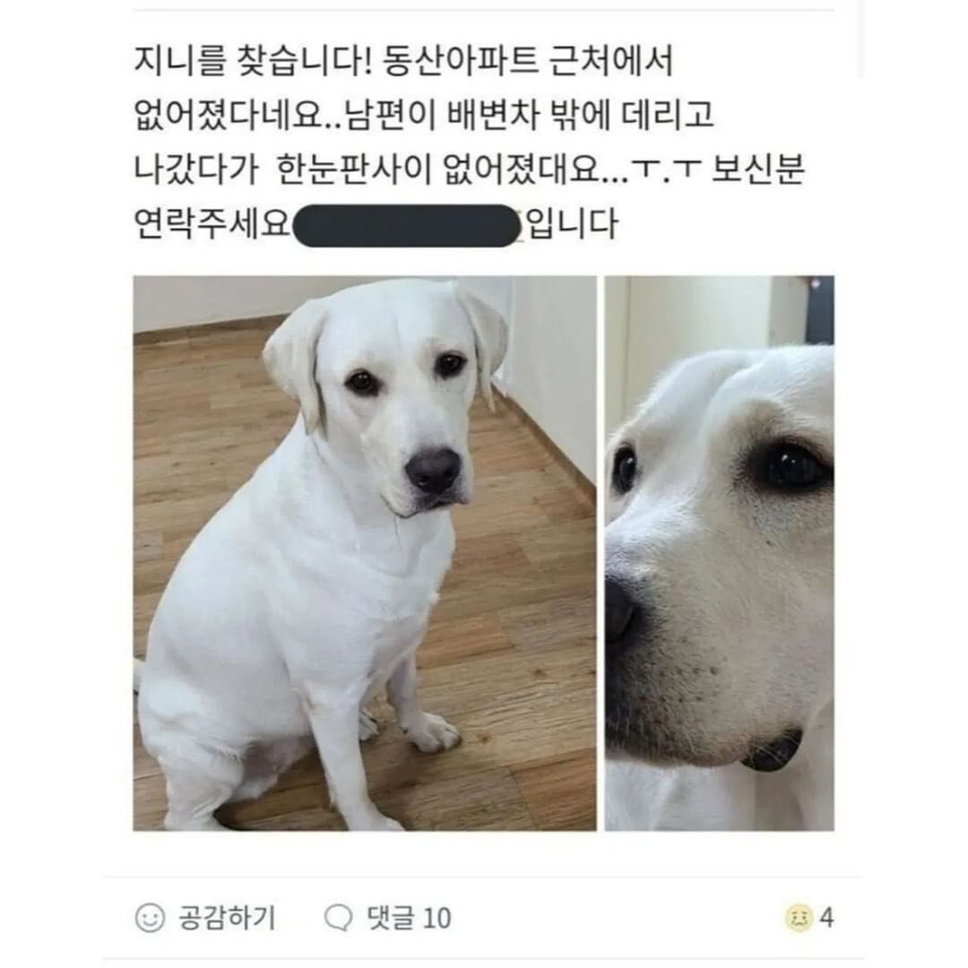 The white puppy that went missing