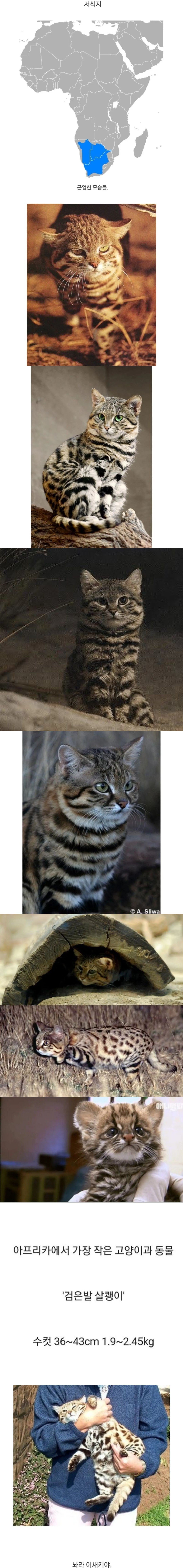 Black-footed cat, ruler of South Africa