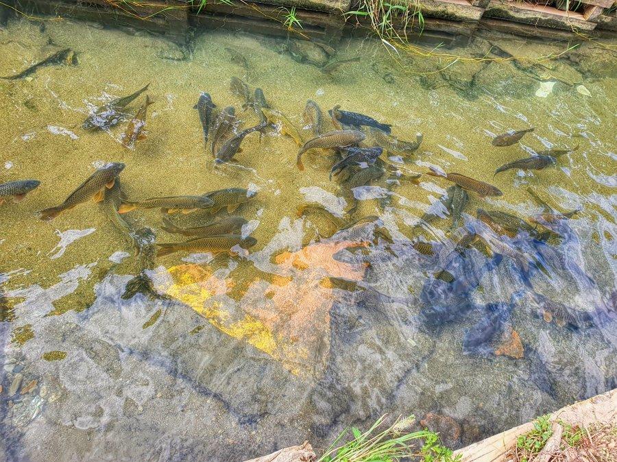 秋夕連休果川良才川の姿jpgfeat鯉の群れカブトムシ