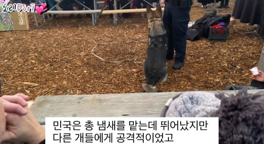 진돗개가 경찰견으로 거부된 이유.jpg