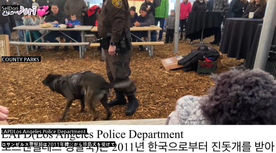 珍島犬が警察犬で拒否された理由jpg