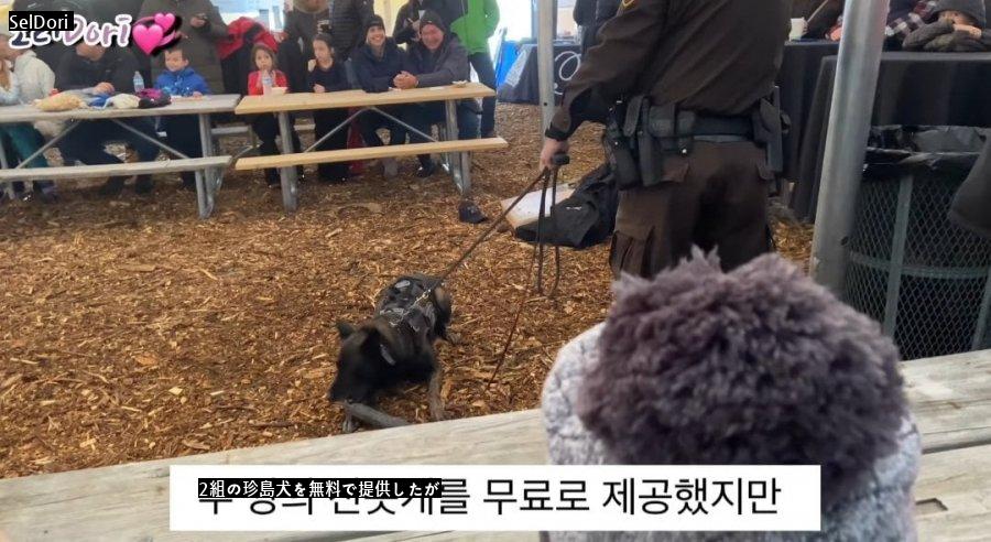 珍島犬が警察犬で拒否された理由jpg