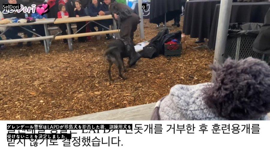 珍島犬が警察犬で拒否された理由jpg