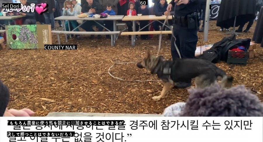 珍島犬が警察犬で拒否された理由jpg