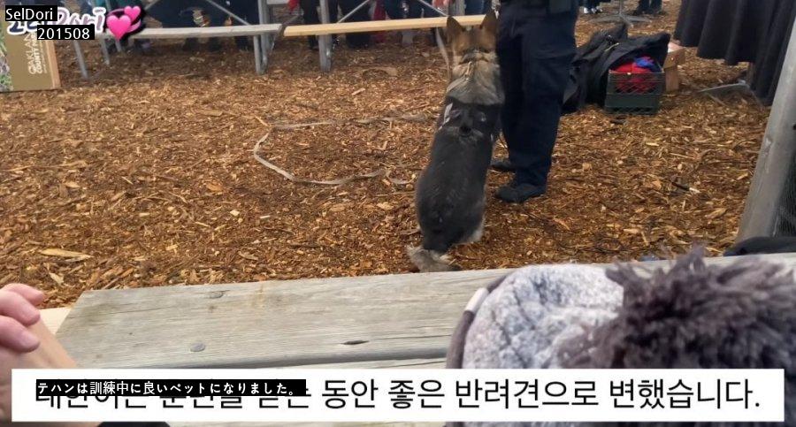 珍島犬が警察犬で拒否された理由jpg