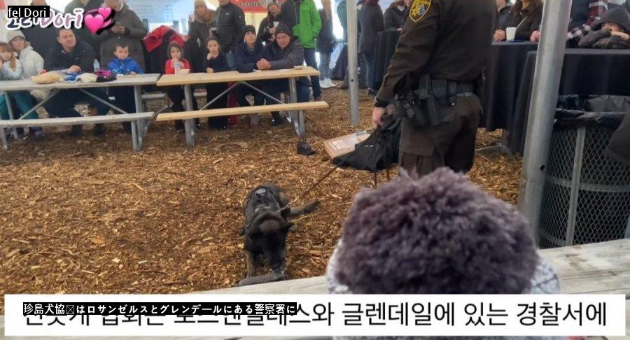 珍島犬が警察犬で拒否された理由jpg