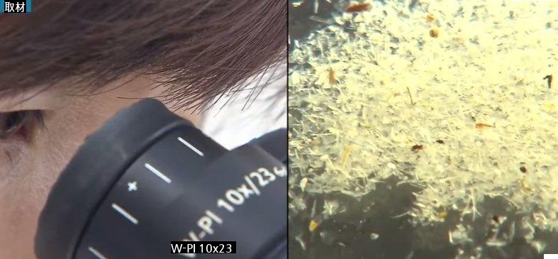 1級水淡水魚属の寄生虫がうようよjpg