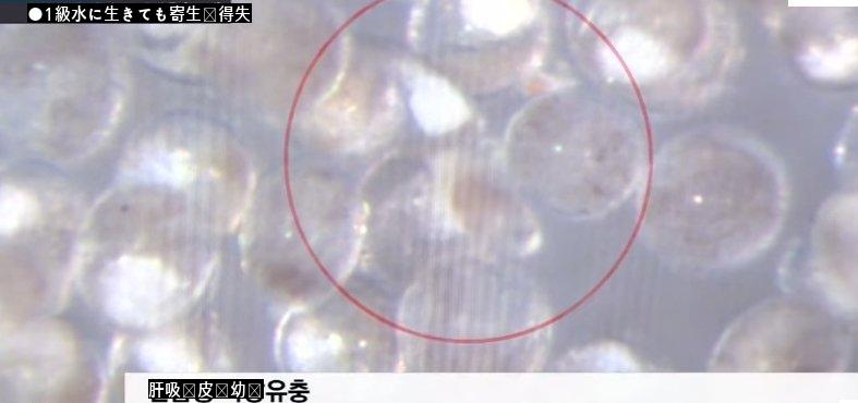 1級水淡水魚属の寄生虫がうようよjpg