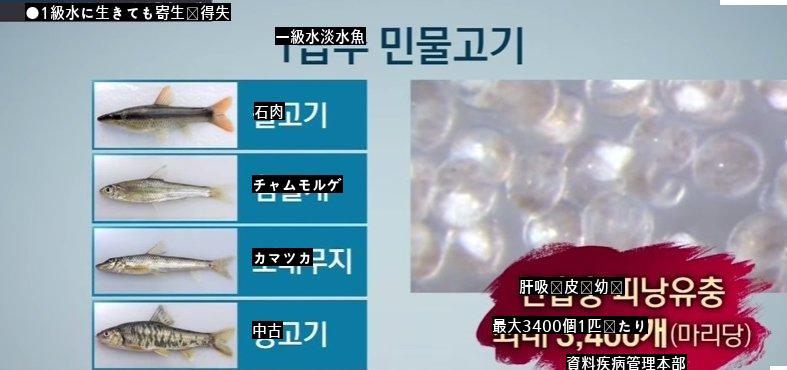 1級水淡水魚属の寄生虫がうようよjpg