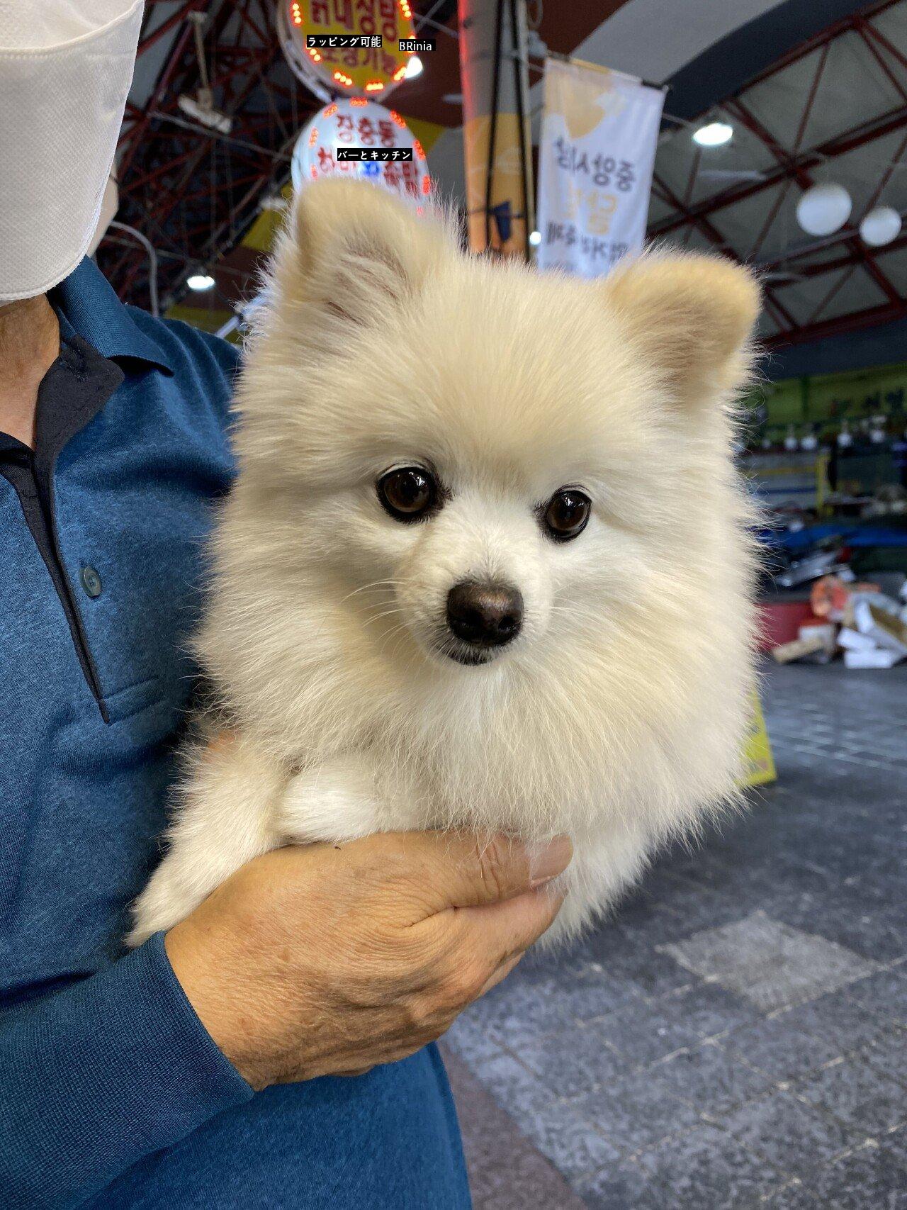 お酒飲んでるのに知らないおじさんが犬を見せて柿jpg