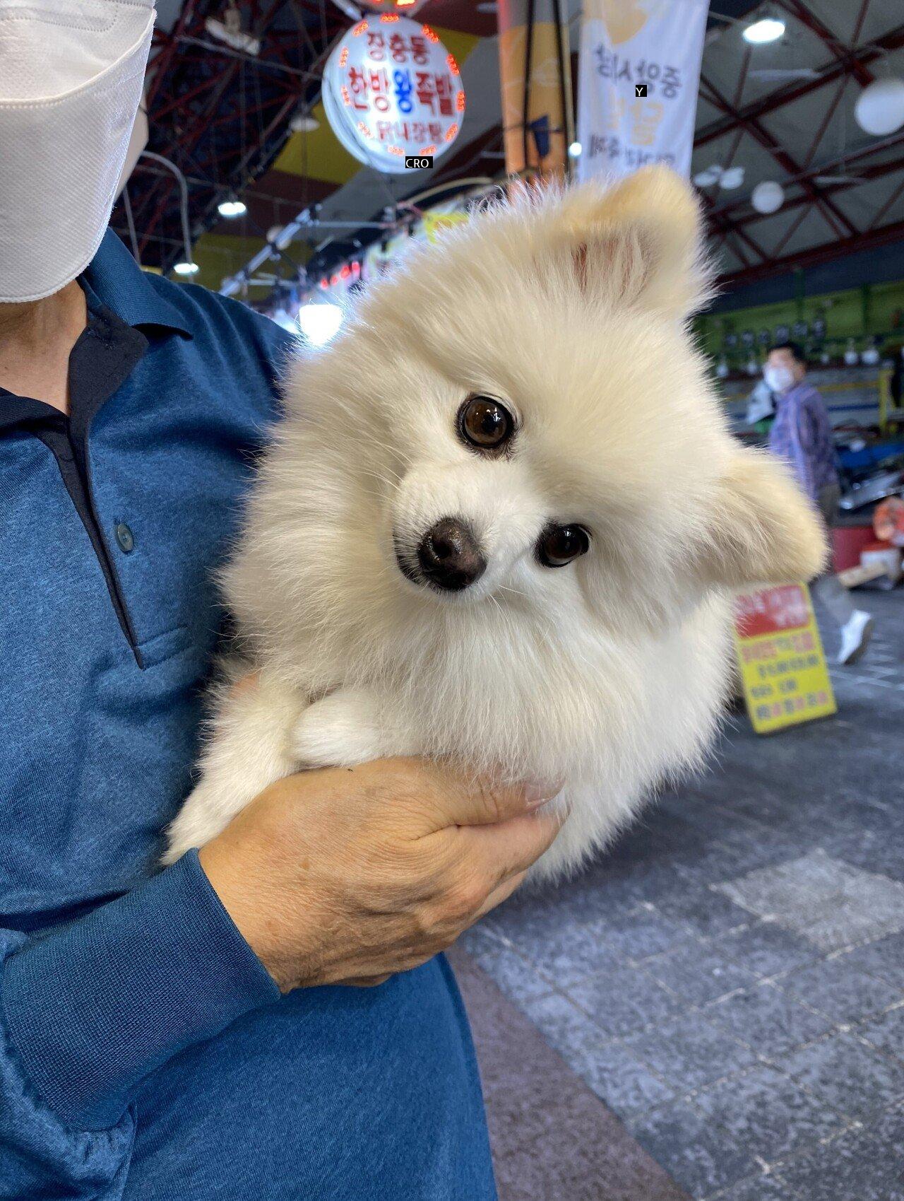 お酒飲んでるのに知らないおじさんが犬を見せて柿jpg