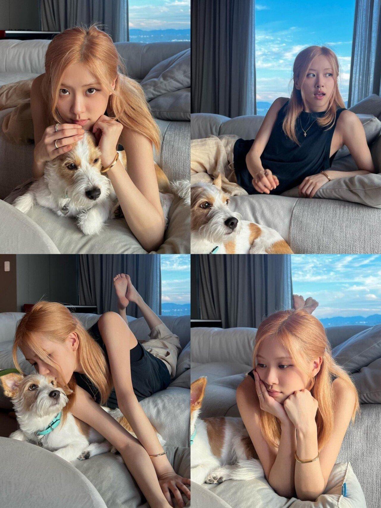 犬生逆転レジェンドBLACKPINKロゼ子犬